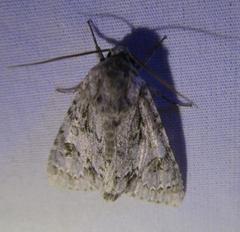Acronicta rubricoma