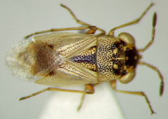 Geocoris pallens
