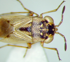 Geocoris pallens