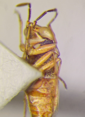 Geocoris pallens