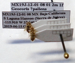 Geocoris pallens