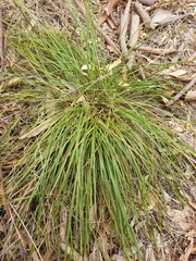 Lomandra densiflora