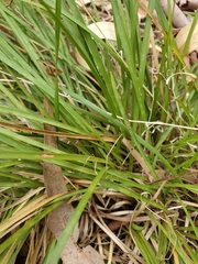 Lomandra densiflora