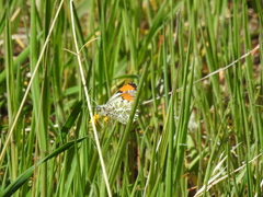 Anthocharis julia sulfuris