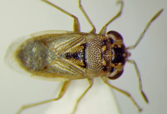 Geocoris pallens