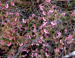 Erica brachycentra