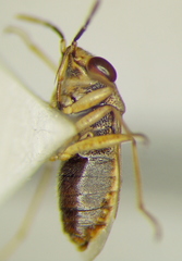 Geocoris pallens