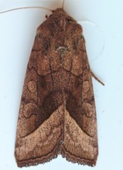 Hydraecia micacea