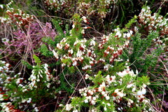 Erica intermedia albiflora