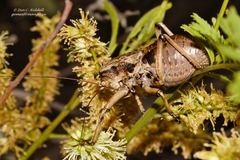 Enyaliopsis matabelensis