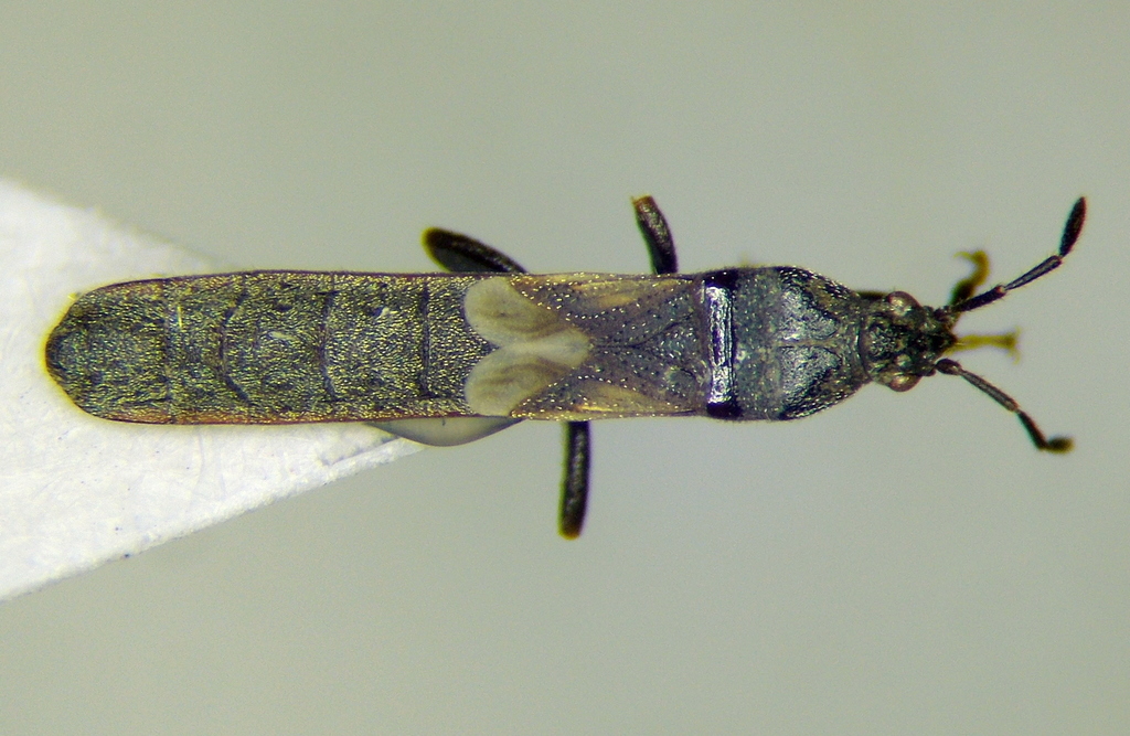 Extarademus umbratus