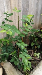 Breynia spatulifolia
