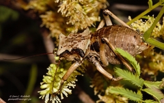 Enyaliopsis matabelensis