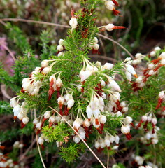 Erica intermedia albiflora