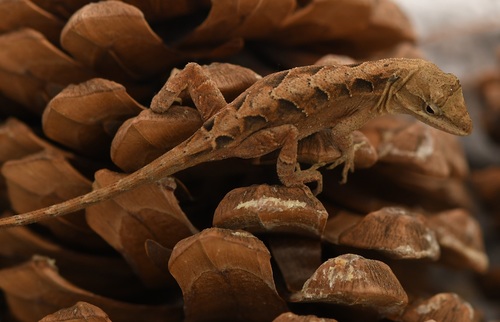 Chiapas Ornate Anole