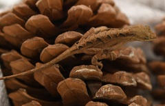 Anolis anisolepis