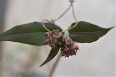 Asclepias pellucida