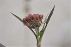 Asclepias pellucida