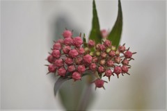 Asclepias pellucida