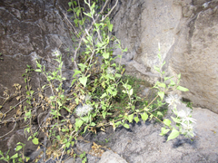 Brickellia coulteri