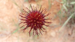 Isostigma peucedanifolium