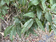Quercus tatakaensis