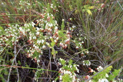 Erica intermedia albiflora