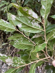 Quercus tatakaensis