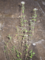 Brickellia coulteri