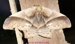 Arsenurinae