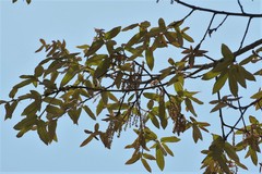 Quercus × dysophylla