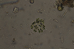 Dictyosphaerium