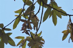 Quercus × dysophylla