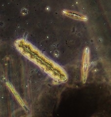 Surirella