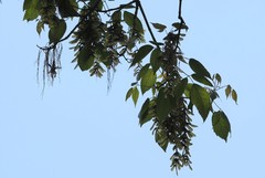 Acer negundo mexicanum