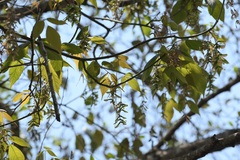 Acer negundo mexicanum