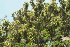 Acer negundo mexicanum