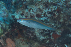 Stethojulis notialis