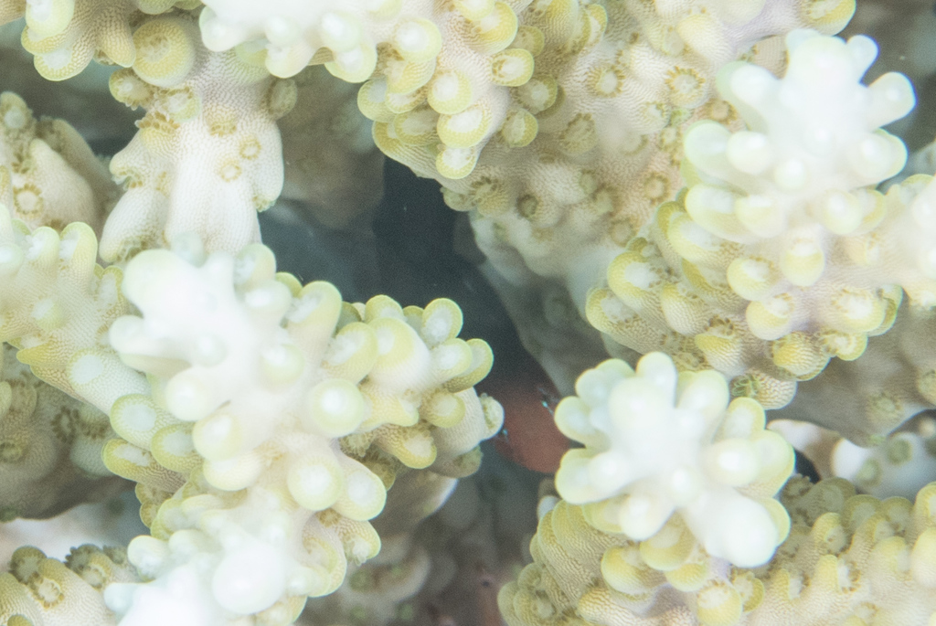 Eyeline Coral Goby
