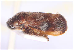 Cercopicesa tasmaniae