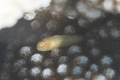 Paragobiodon xanthosoma