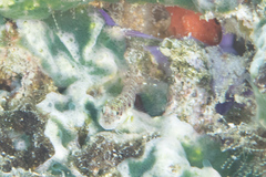 Glyptoparus delicatulus