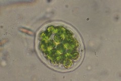 Pandorina