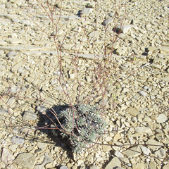 Eriogonum havardii