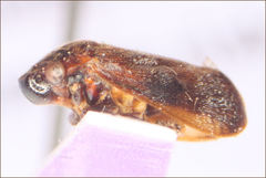 Cercopicesa tasmaniae