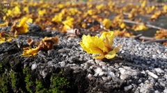 Peltophorum pterocarpum