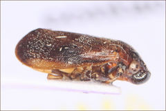 Cercopicesa tasmaniae