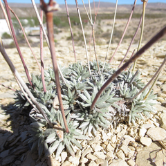 Eriogonum havardii