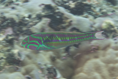 Thalassoma quinquevittatum