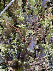 Marchantia polymorpha montivagans